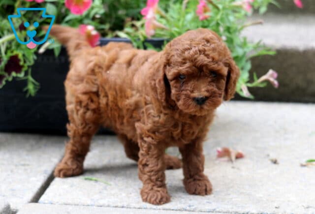 Adorable curly-coated toy poodle puppy with a reddish-brown coat standing on a stone path near pink flowers in a black planter. image