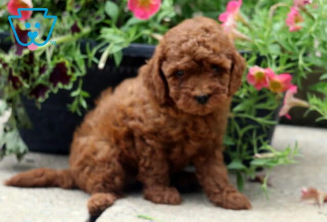 Curly-coated red toy poodle puppy sitting on a concrete surface beside a black flower pot filled with blooming pink flowers. image