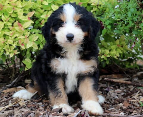 Mini Bernedoodle puppy with a classic tri-color coat—black, white, and tan—sitting on mulch with leafy shrubs and a tan flower pot filled with red blooms in the background.