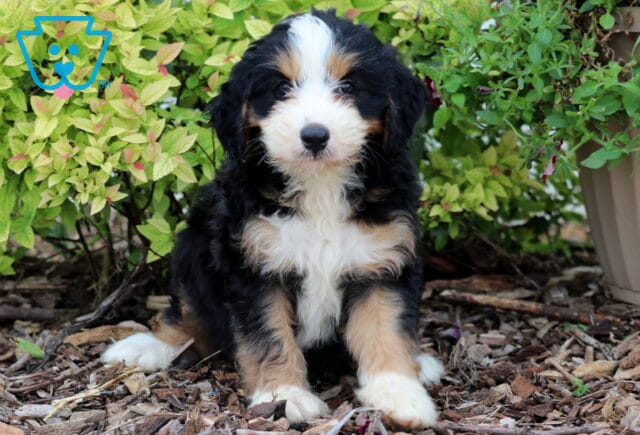 Mini Bernedoodle puppy with a classic tri-color coat—black, white, and tan—sitting on mulch with leafy shrubs and a tan flower pot filled with red blooms in the background. image