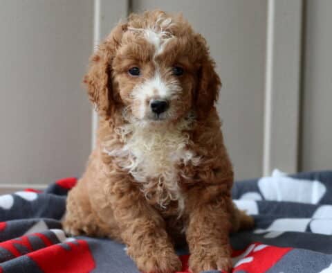 Paws Mini GOldendoodle