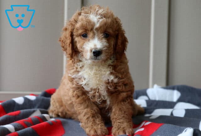 Paws Mini GOldendoodle image