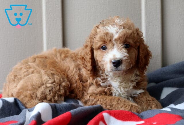 Paws Mini GOldendoodle2 image