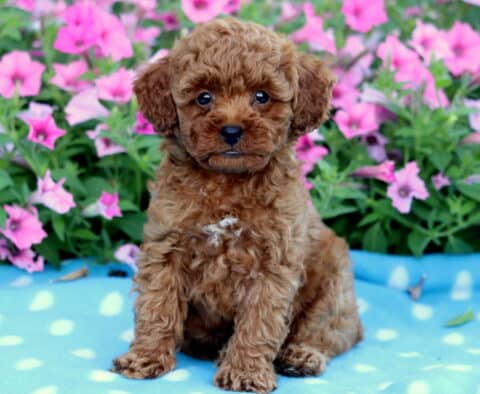 Charming Mini Poodle puppy with a curly red coat and a small white patch on its chest sitting on a blue polka dot blanket, surrounded by bright pink flowers.
