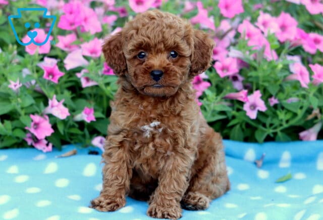 Charming Mini Poodle puppy with a curly red coat and a small white patch on its chest sitting on a blue polka dot blanket, surrounded by bright pink flowers. image