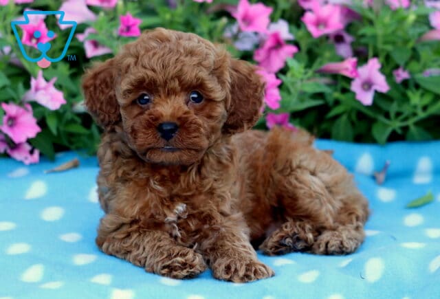 Mini Poodle puppy with a soft red curly coat and a tiny white mark on its chest laying down on a blue polka dot blanket, surrounded by vivid pink flowers. image