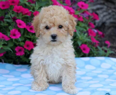 Fluffy cream-colored Bichpoo puppy sitting on a blue polka dot blanket with vibrant pink flowers in the background.