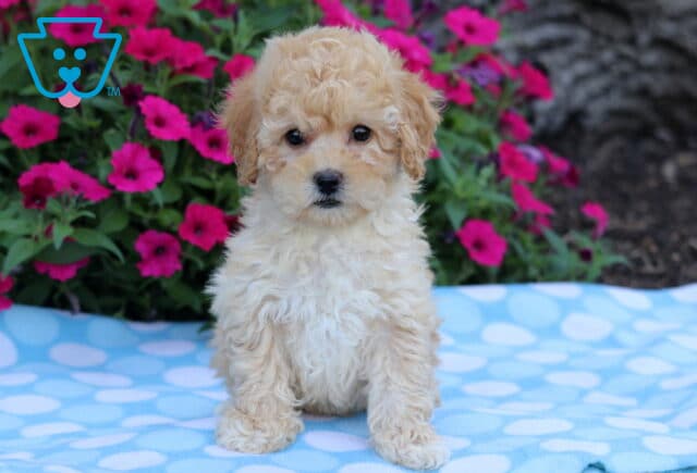 Fluffy cream-colored Bichpoo puppy sitting on a blue polka dot blanket with vibrant pink flowers in the background. image