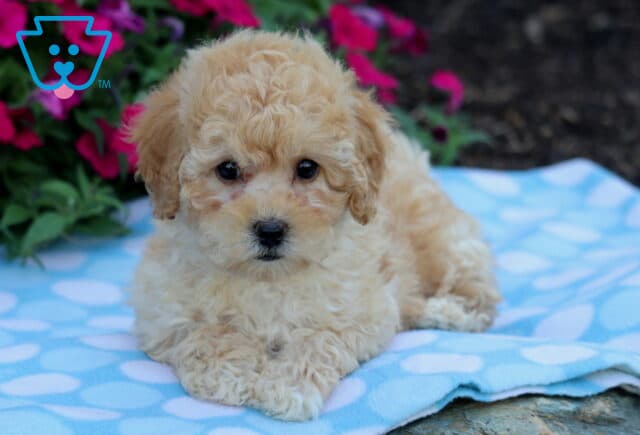 Adorable cream-colored Bichpoo puppy lying on a blue and white polka dot blanket with bright pink flowers in the background. image