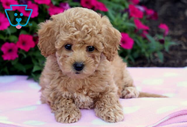Adorable apricot Bichpoo puppy with curly fur lying on a soft pink polka dot blanket in front of vibrant pink flowers. image
