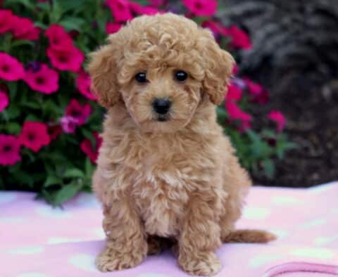 Fluffy apricot Bichpoo puppy with dark eyes sitting on a light pink polka dot blanket in front of bright magenta flowers.