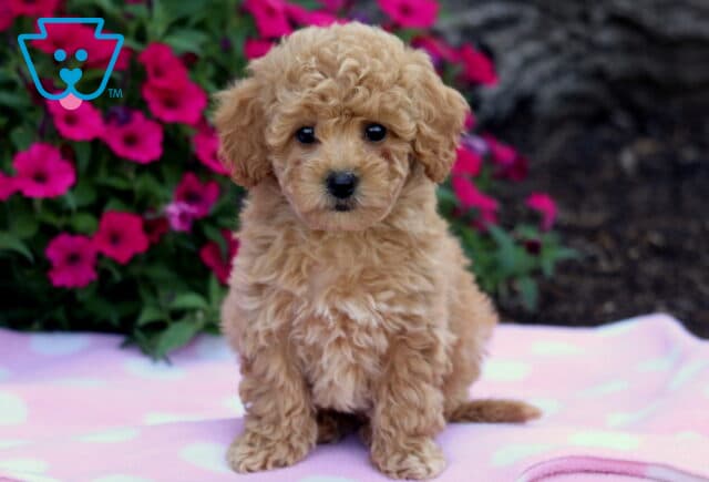 Fluffy apricot Bichpoo puppy with dark eyes sitting on a light pink polka dot blanket in front of bright magenta flowers. image