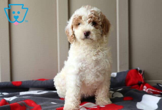 Peace Mini Goldendoodle image