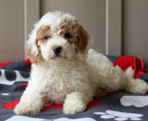 Peace Mini Goldendoodle2