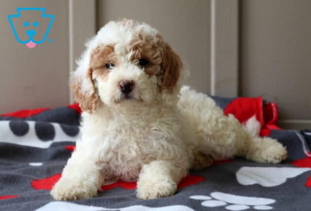 Peace Mini Goldendoodle2 image