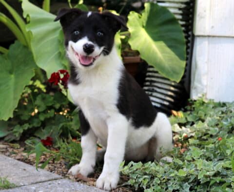 Happy black and white Border Collie mix puppy sitting on the edge of a garden path, surrounded by lush green leaves and ivy, with a bright, cheerful expression.