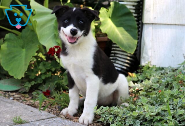 Happy black and white Border Collie mix puppy sitting on the edge of a garden path, surrounded by lush green leaves and ivy, with a bright, cheerful expression. image