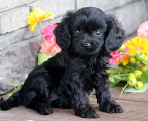 Adorable black Cavapoo puppy sitting on a wooden porch with colorful flowers and stone wall in the background.