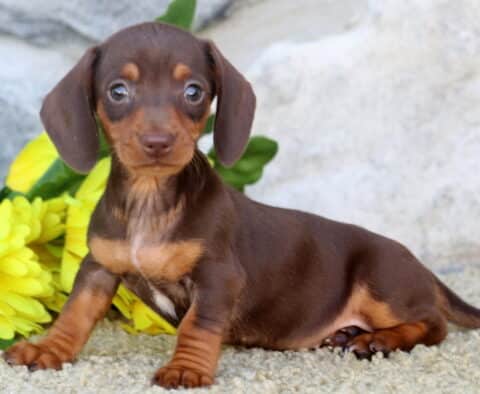 Peach Mini Dachshund