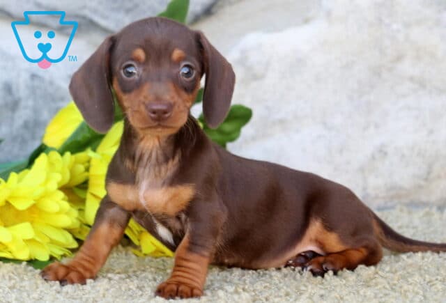 Peach Mini Dachshund image