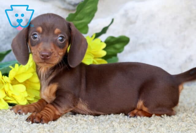 Peach Mini Dachshund2 image