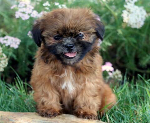 Happy Shih Tzu puppy with a rich brown coat, black muzzle, and white chest marking sitting on a stone in a grassy area surrounded by delicate white and pink wildflowers.