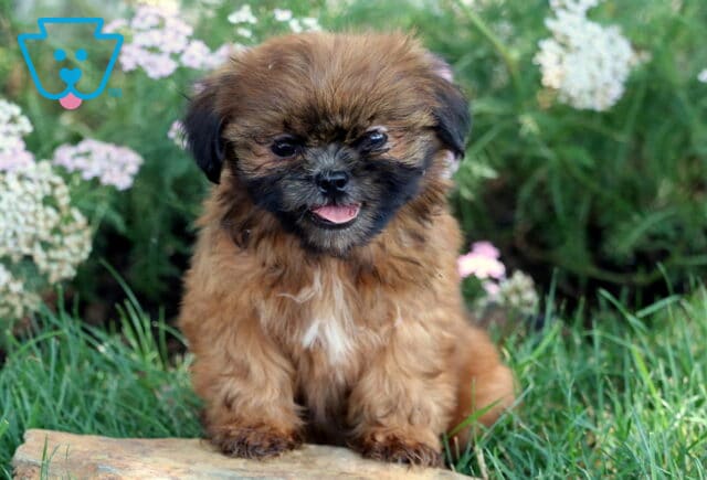 Happy Shih Tzu puppy with a rich brown coat, black muzzle, and white chest marking sitting on a stone in a grassy area surrounded by delicate white and pink wildflowers. image