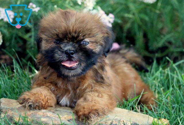 Cheerful Shih Tzu puppy with a fluffy reddish-brown coat and black face markings lying on a flat stone in the grass, smiling with its mouth open in front of blooming wildflowers. image