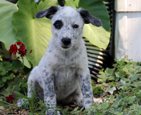 Adorable speckled Border Collie mix puppy with black ears and a patch over one eye sitting in a garden bed, surrounded by ivy and tropical leaves.