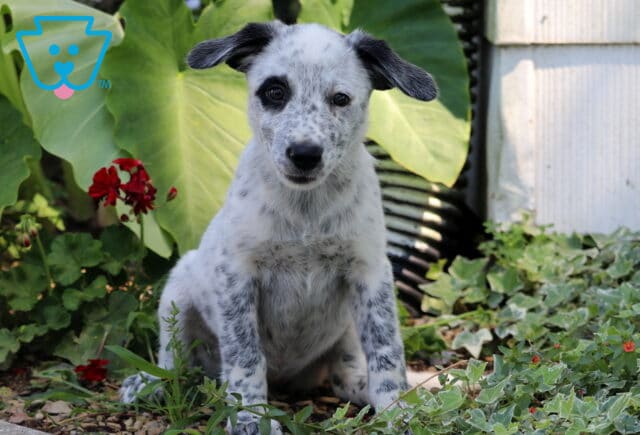 Adorable speckled Border Collie mix puppy with black ears and a patch over one eye sitting in a garden bed, surrounded by ivy and tropical leaves. image