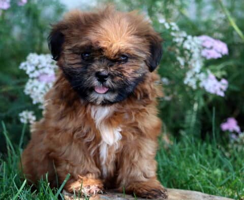 Adorable brown Shih Tzu puppy with a fluffy coat, black mask, and white chest patch sitting in the grass with pink and white flowers in the background.