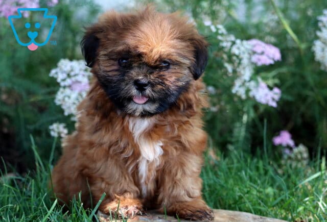Adorable brown Shih Tzu puppy with a fluffy coat, black mask, and white chest patch sitting in the grass with pink and white flowers in the background. image