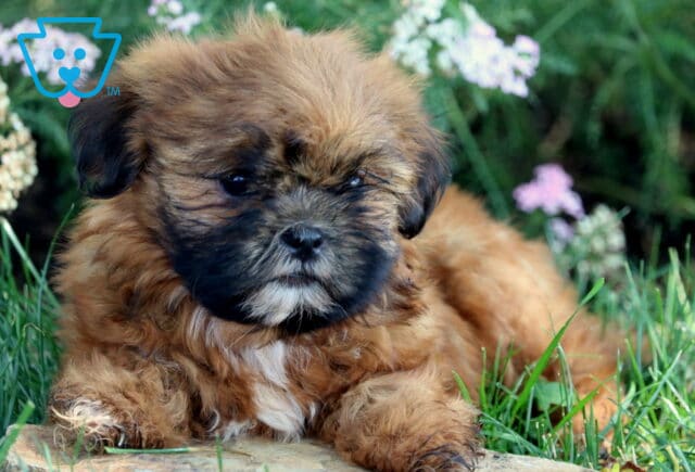 Fluffy brown Shih Tzu puppy with a black face and white chest fur lying on a stone slab in the grass with soft pink and white flowers in the background. image
