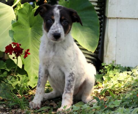 Sweet Border Collie mix puppy with speckled legs, tan eyebrows, and a black-and-white face sitting in a sunny garden with lush greenery and red flowers.