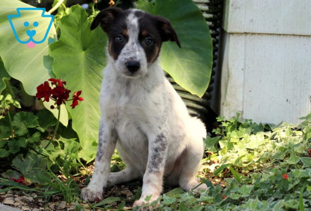 Sweet Border Collie mix puppy with speckled legs, tan eyebrows, and a black-and-white face sitting in a sunny garden with lush greenery and red flowers. image