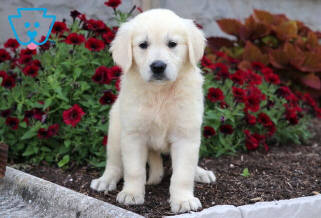 Penelope Golden image