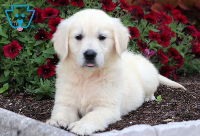 Penelope Golden.2 image