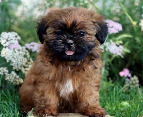 Fluffy brown Shih Tzu puppy with a black face and white chest sitting in green grass, sticking out its tongue in front of soft pink and white wildflowers.