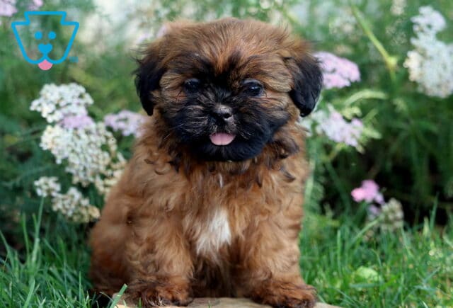 Fluffy brown Shih Tzu puppy with a black face and white chest sitting in green grass, sticking out its tongue in front of soft pink and white wildflowers. image