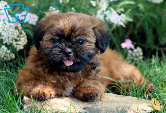 Sweet brown Shih Tzu puppy with a black face and pink tongue lying on a flat rock in the grass, surrounded by delicate white and pink flowers. image
