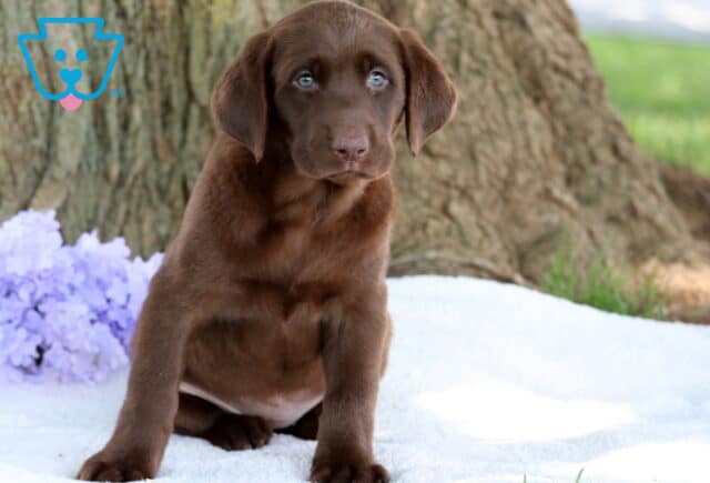 Penny Lab image