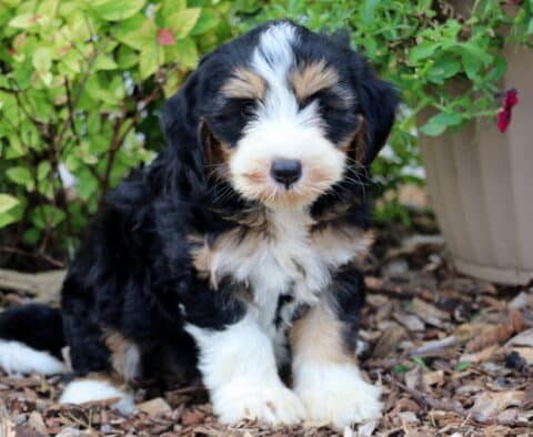 Mini Bernedoodle puppy with a thick tri-color coat of black, white, and tan, sitting on mulch in front of green foliage and a tan planter with vibrant flowers.