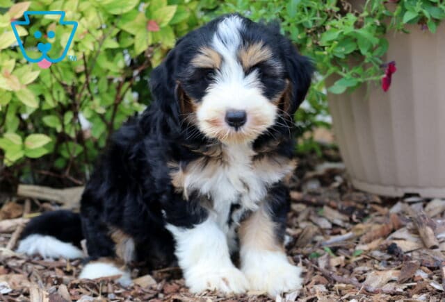 Mini Bernedoodle puppy with a thick tri-color coat of black, white, and tan, sitting on mulch in front of green foliage and a tan planter with vibrant flowers. image