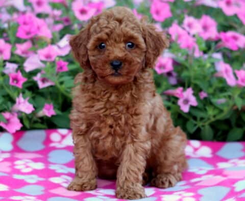Curly-haired Mini Poodle puppy with a soft red coat sitting on a vibrant pink paw-print blanket, surrounded by blooming pink petunias in the background.