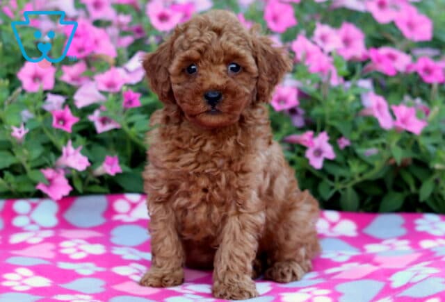 Curly-haired Mini Poodle puppy with a soft red coat sitting on a vibrant pink paw-print blanket, surrounded by blooming pink petunias in the background. image