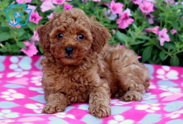 Red Mini Poodle puppy with curly fur laying on a pink and gray paw-print blanket, backed by lush greenery and blooming pink flowers. image
