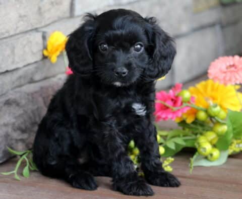 Adorable black Cavapoo puppy with a small white patch on its chest, sitting on a wooden deck beside colorful flowers and looking sweetly at the camera.