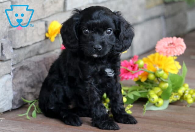 Adorable black Cavapoo puppy with a small white patch on its chest, sitting on a wooden deck beside colorful flowers and looking sweetly at the camera. image