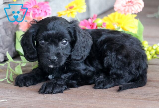 Curly-coated black Cavapoo puppy lying down on a wooden deck, with a tiny white patch on its chin and surrounded by bright, colorful flowers. image
