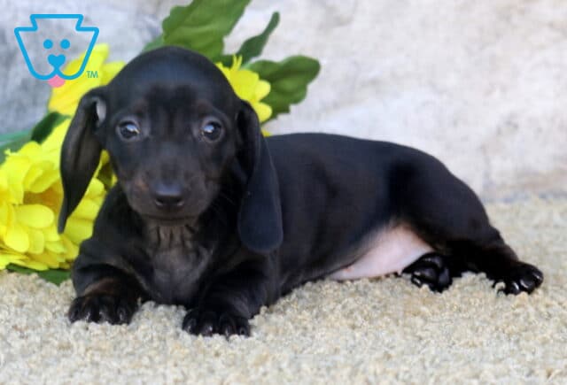 Pepper Mini Dachshund image